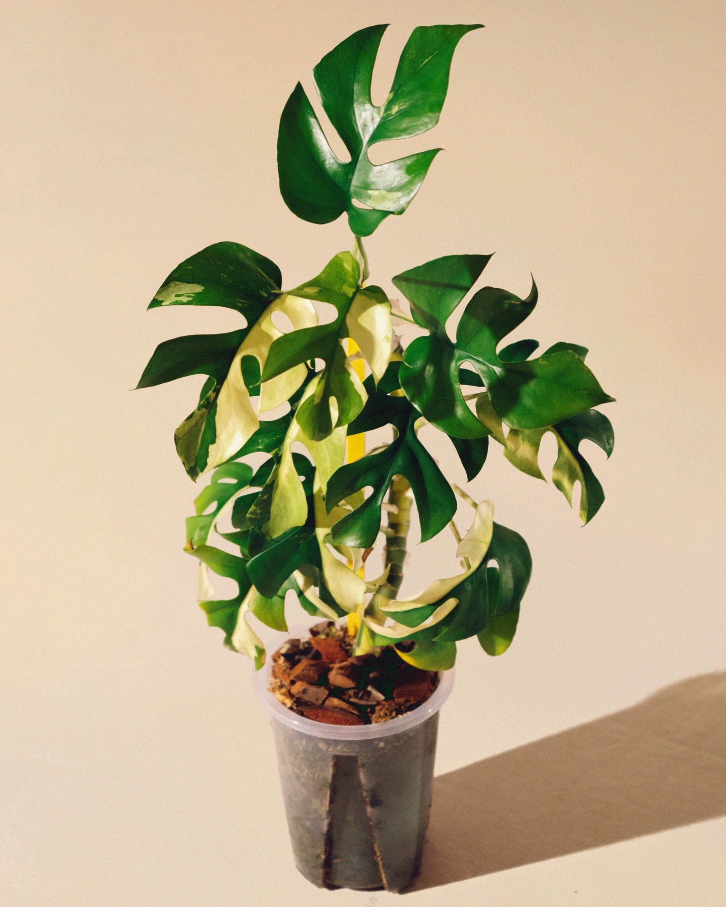 Rhaphidophora Tetrasperma Albo Variegata