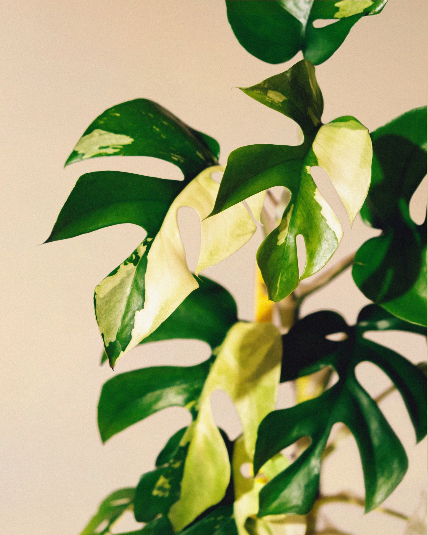 Rhaphidophora Tetrasperma Albo Variegata