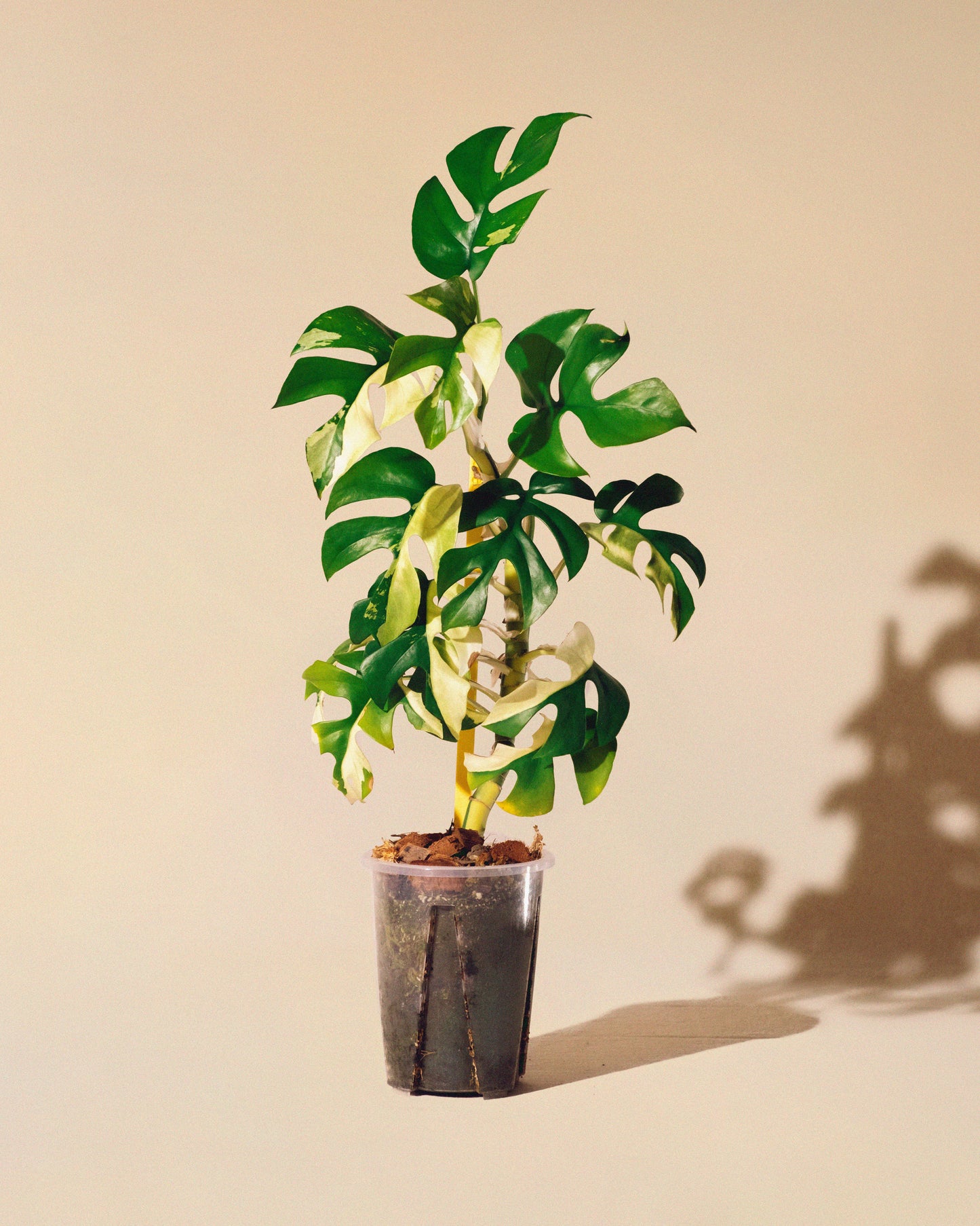 Rhaphidophora Tetrasperma Albo Variegata