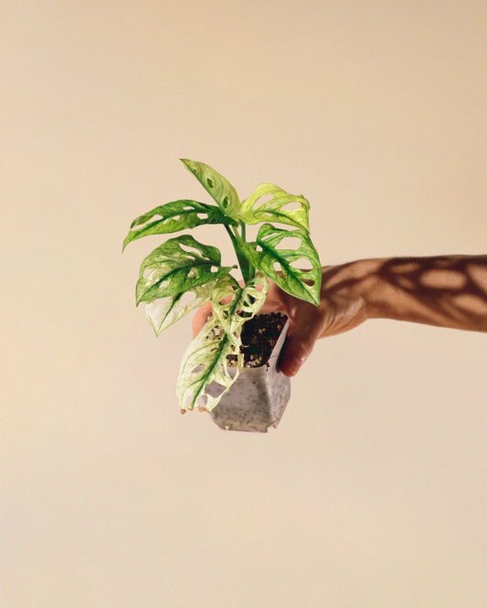 Monstera Adansonii Albo Baby 05