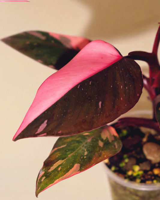 Philodendron Pink Princess Marble