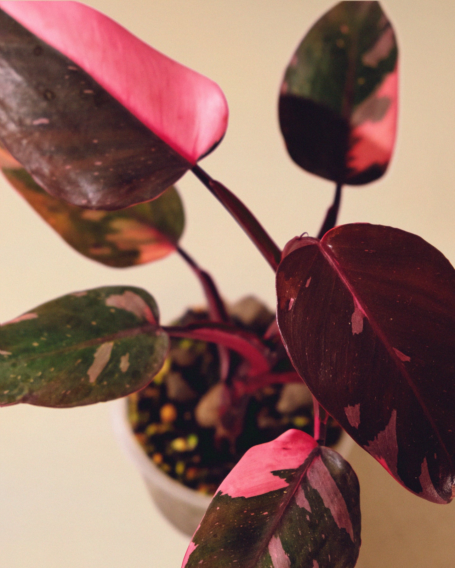 Philodendron Pink Princess Marble