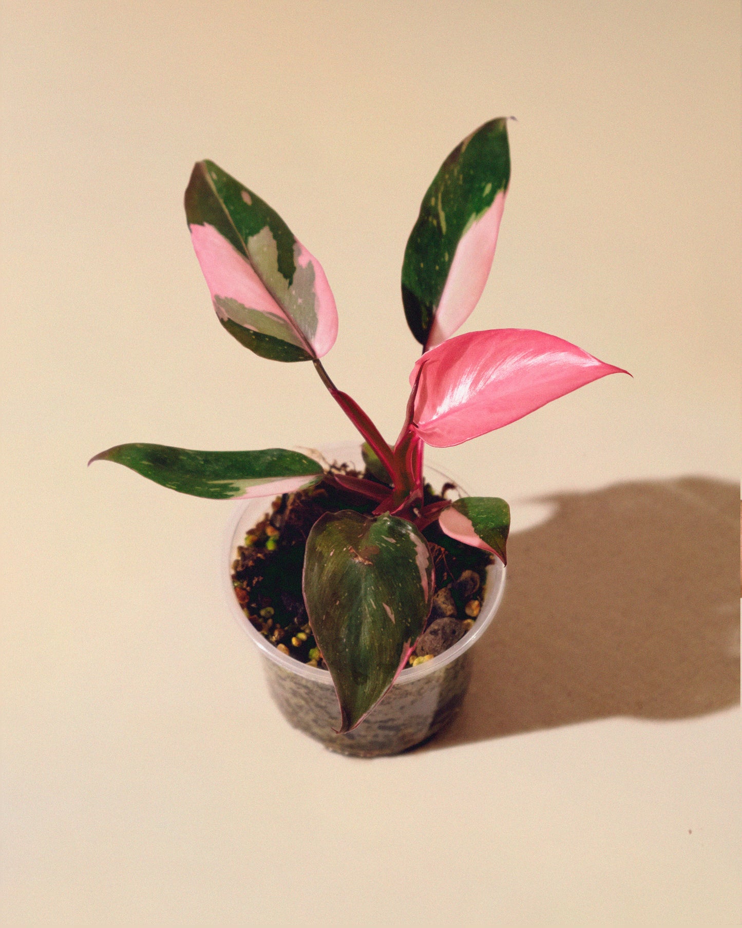 Philodendron Pink Princess Marble Baby 01