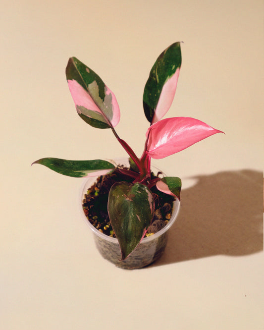Philodendron Pink Princess Marble Baby 01