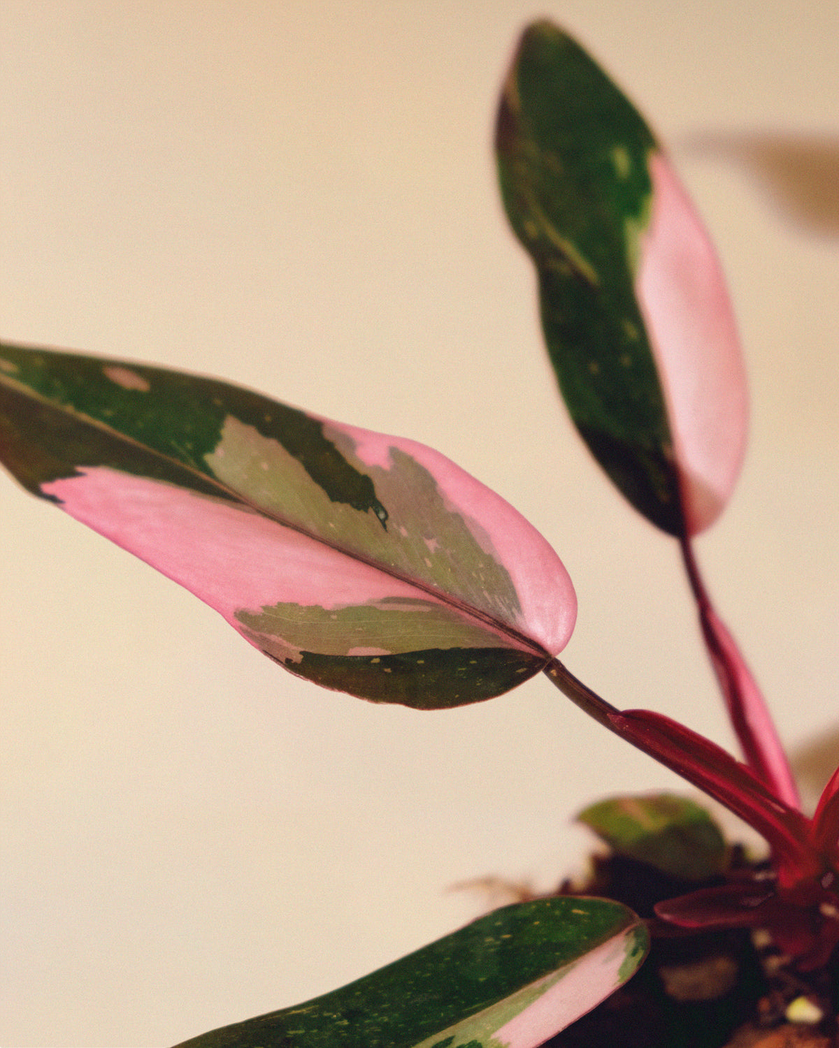 Philodendron Pink Princess Marble Baby 01