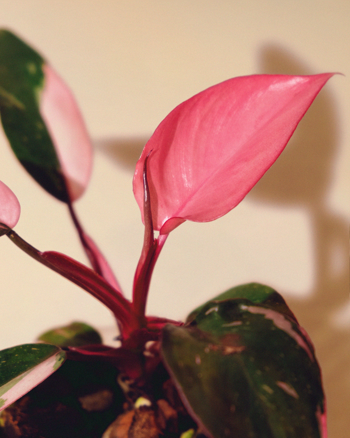 Philodendron Pink Princess Marble Baby 01