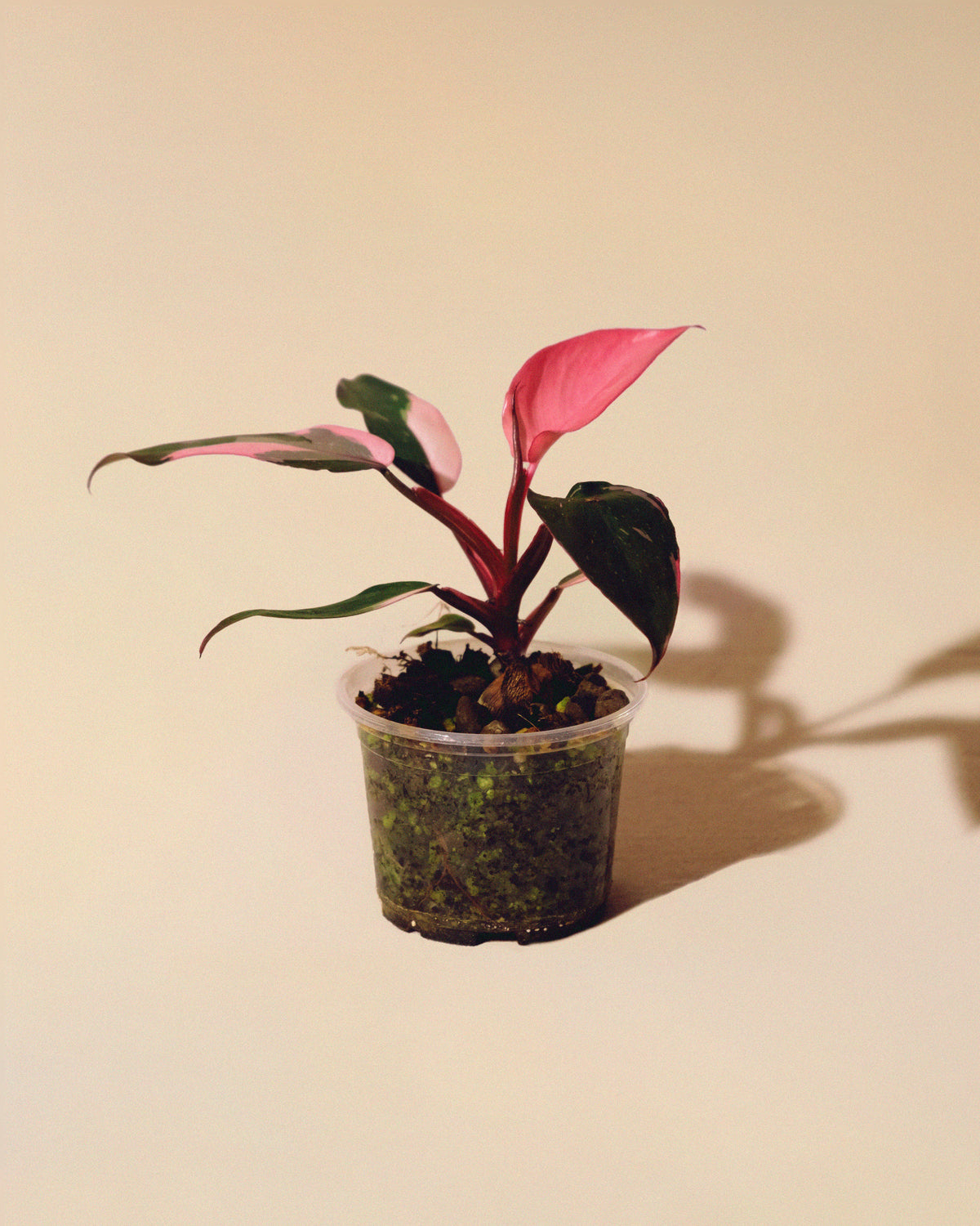Philodendron Pink Princess Marble Baby 01