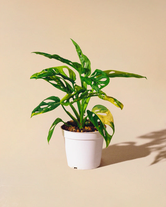 Monstera Adansonii Albo