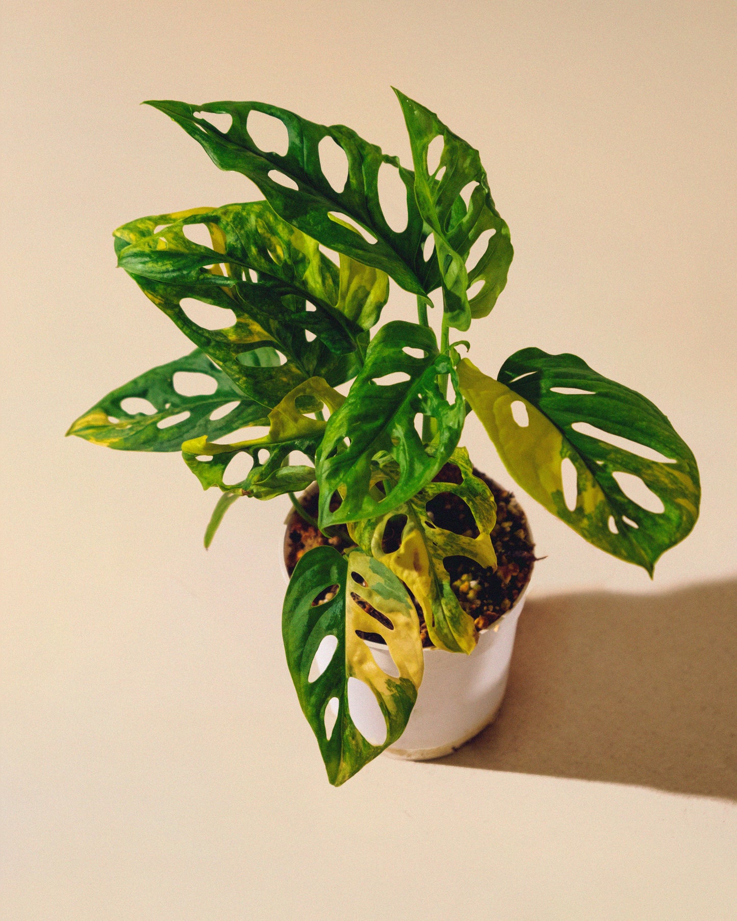 Monstera Adansonii Albo