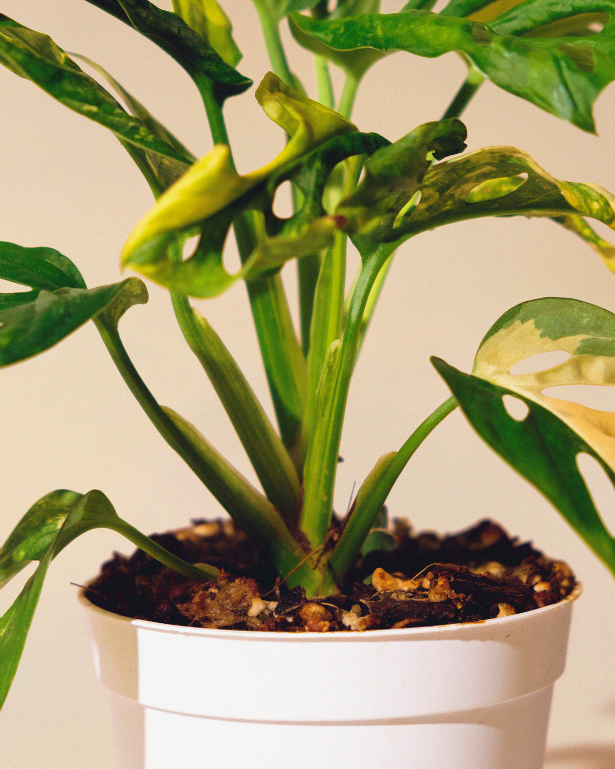Monstera Adansonii Albo