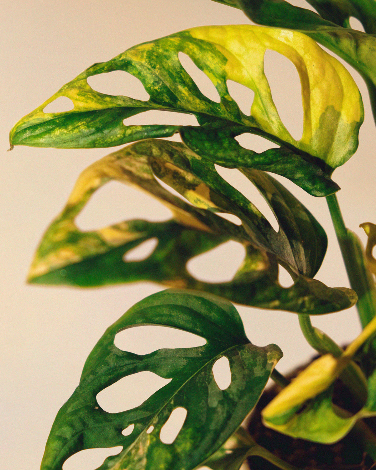 Monstera Adansonii Albo