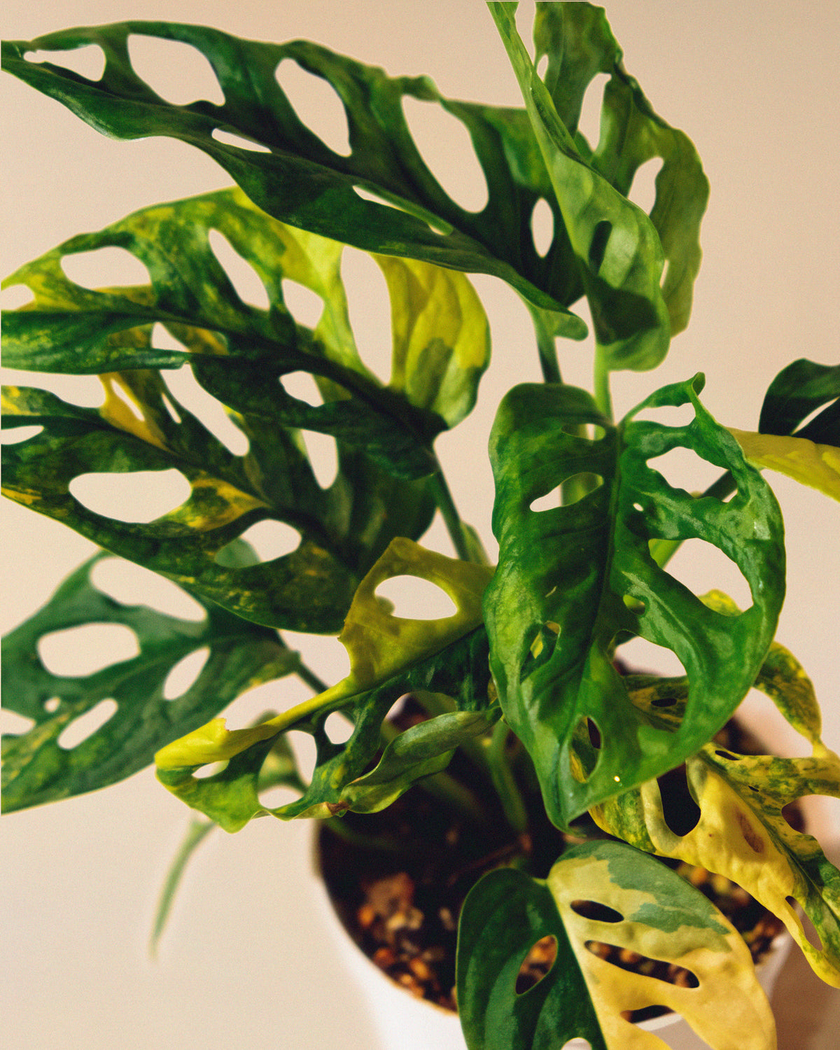Monstera Adansonii Albo