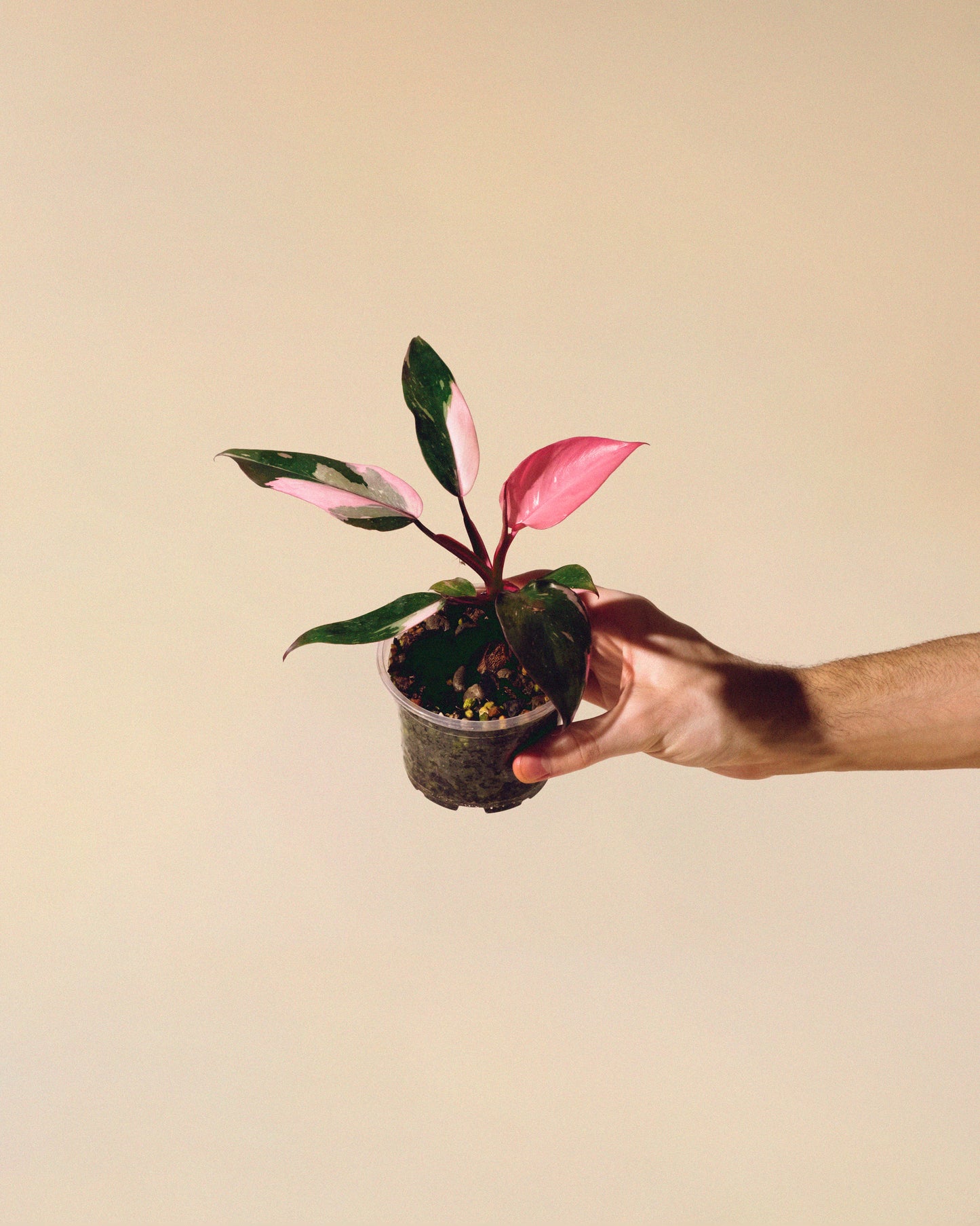 Philodendron Pink Princess Marble Baby 01