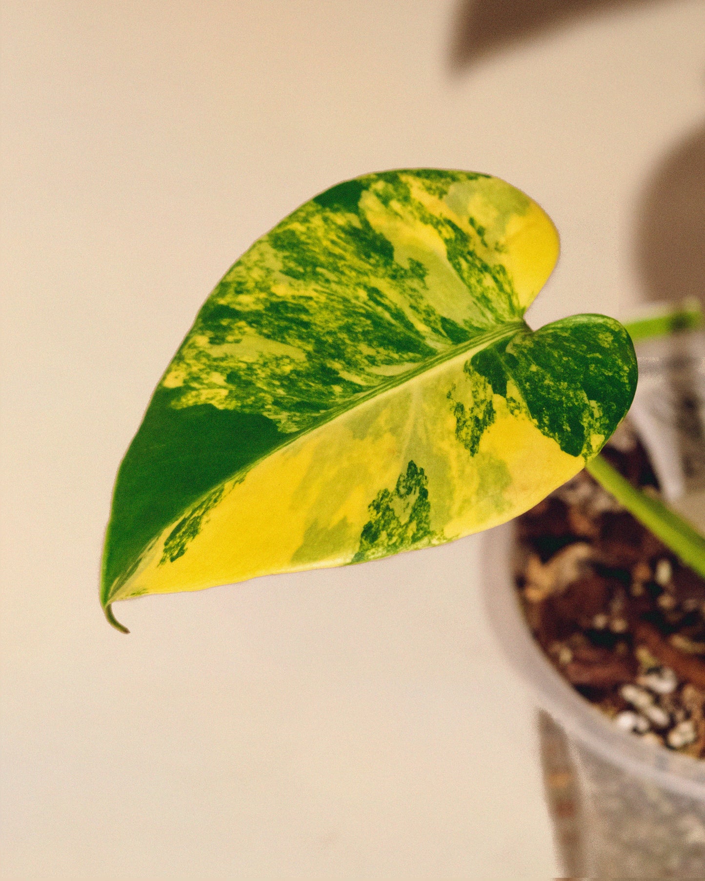 Monstera Yellow Marilyn