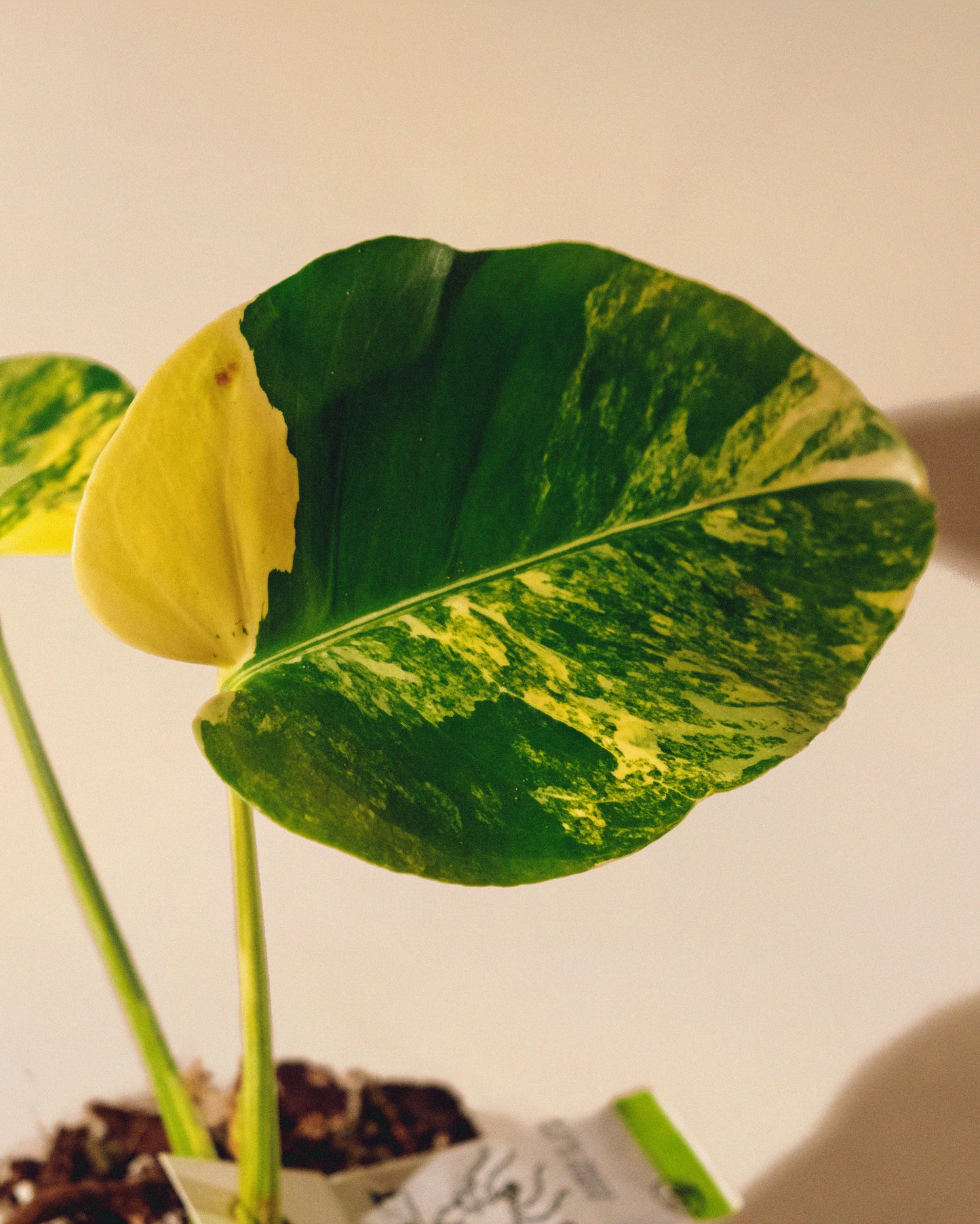 Monstera Yellow Marilyn