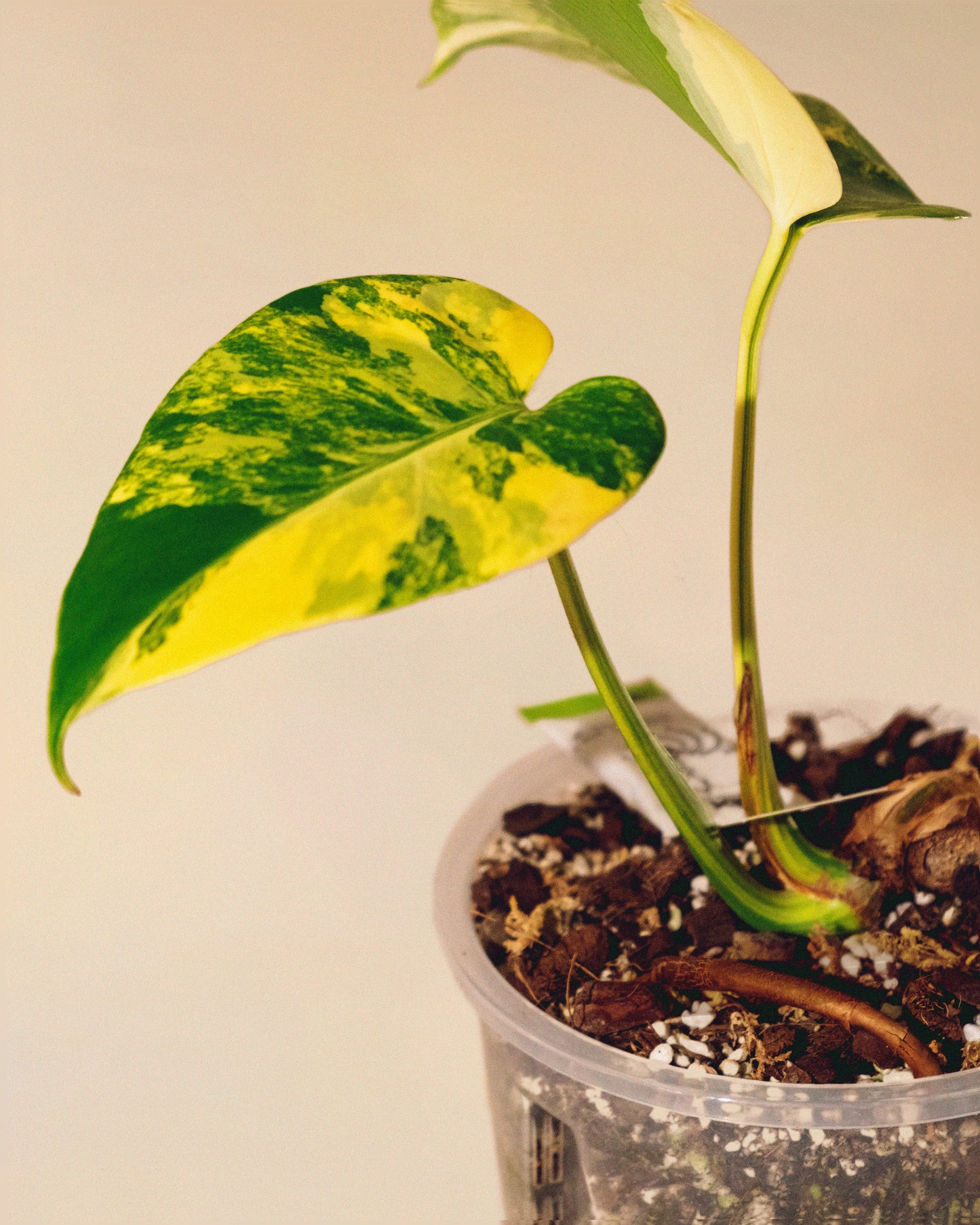 Monstera Yellow Marilyn