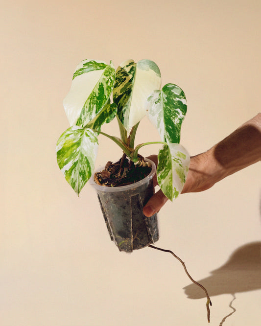 MONSTERA ALBO BABY