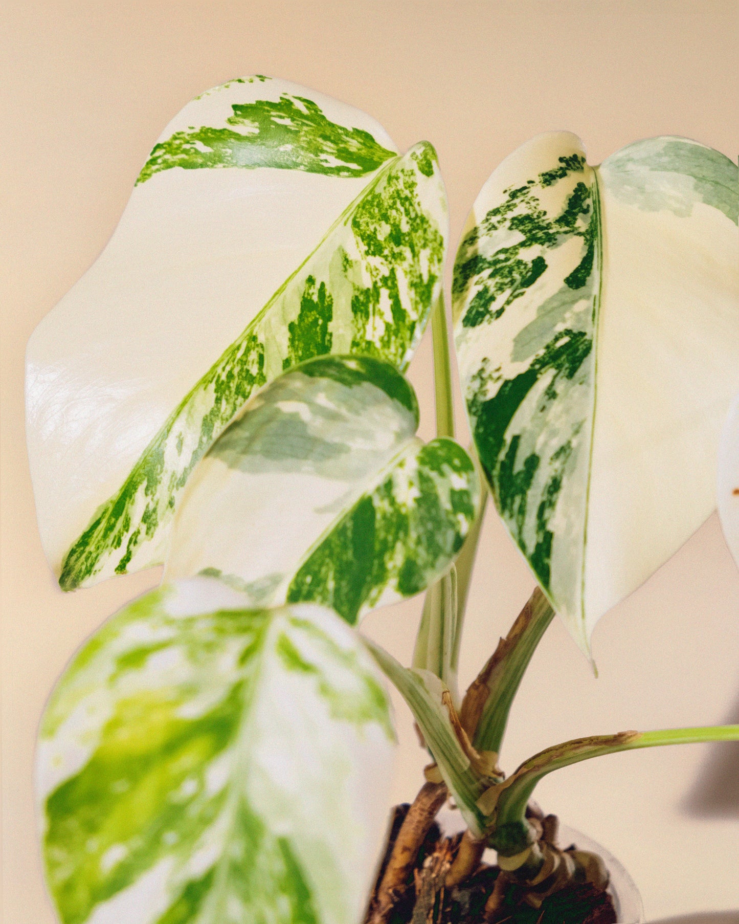 MONSTERA ALBO BABY