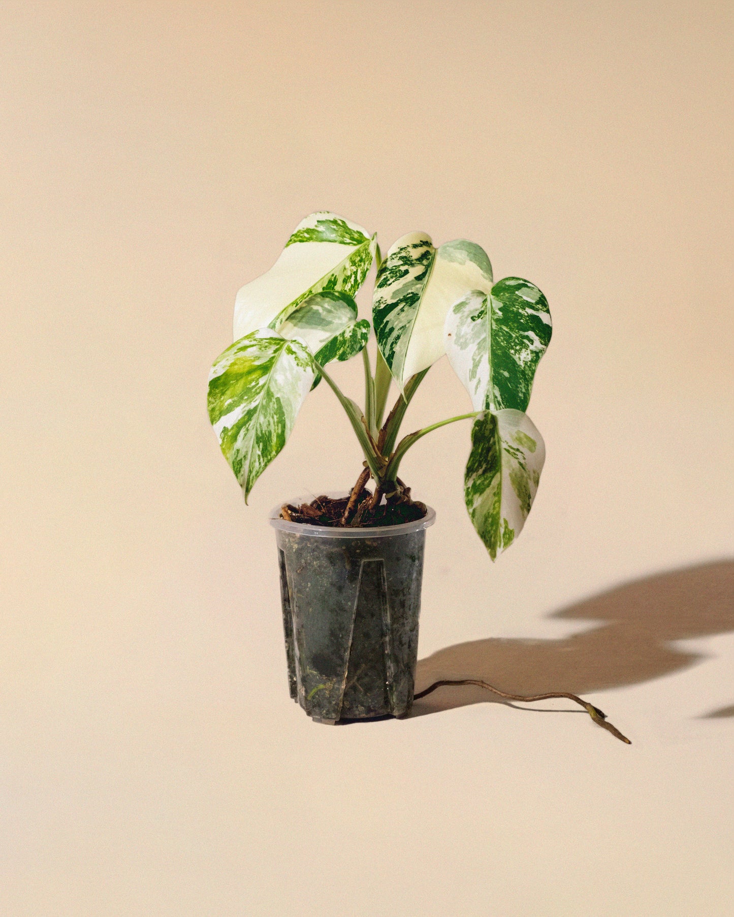 MONSTERA ALBO BABY
