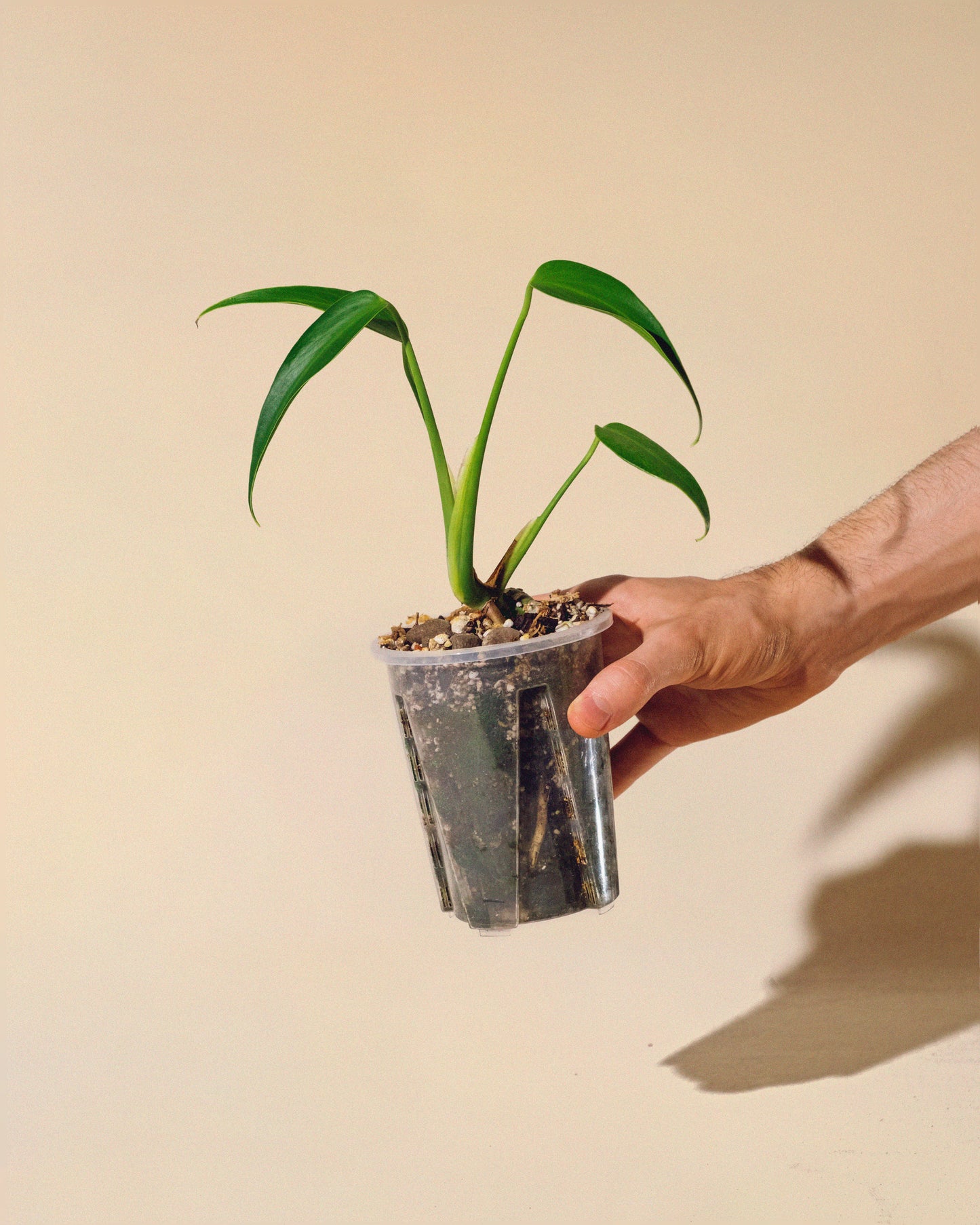 MONSTERA BURLE MARX FLAME