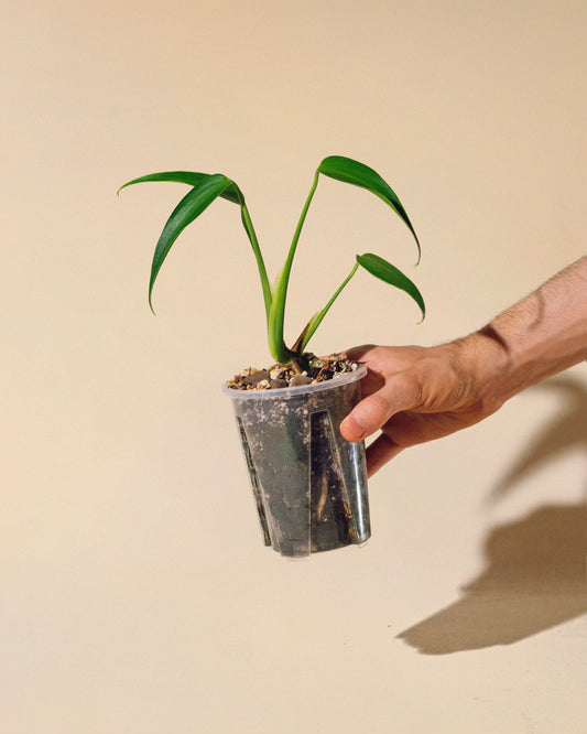 MONSTERA BURLE MARX FLAME