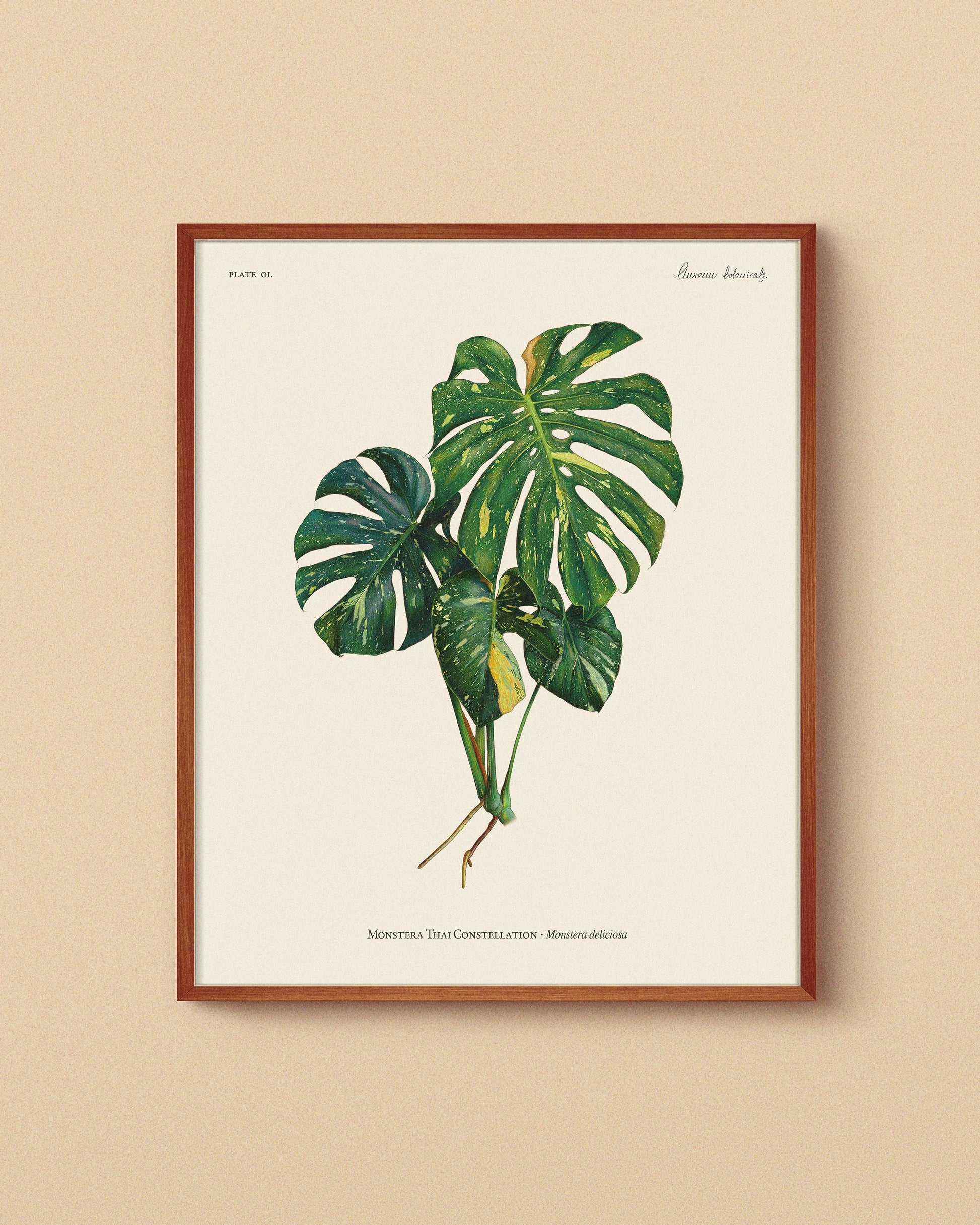 garmi monstera deliciosa print Monstera Thai Constellation Print – AUREUM BOTANICALS