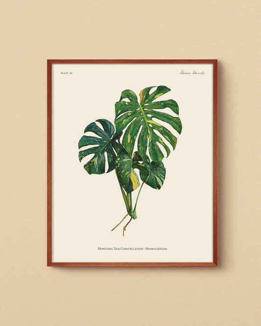 Ilustración botánica de Monstera Thai Constellation, con variegación cremosa y verde. Lámina artística impresa en papel premium, ideal para coleccionistas de plantas raras y decoración botánica. | Botanical illustration of Monstera Thai Constellation, featuring creamy and green variegation. High-quality art print on premium paper, perfect for rare plant collectors and botanical decor. - AUREUM Botanicals