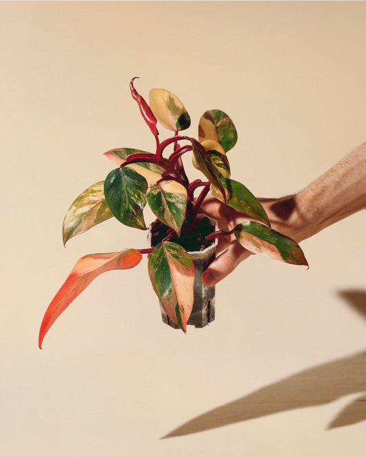 PHILODENDRON STRAWBERRY SHAKE