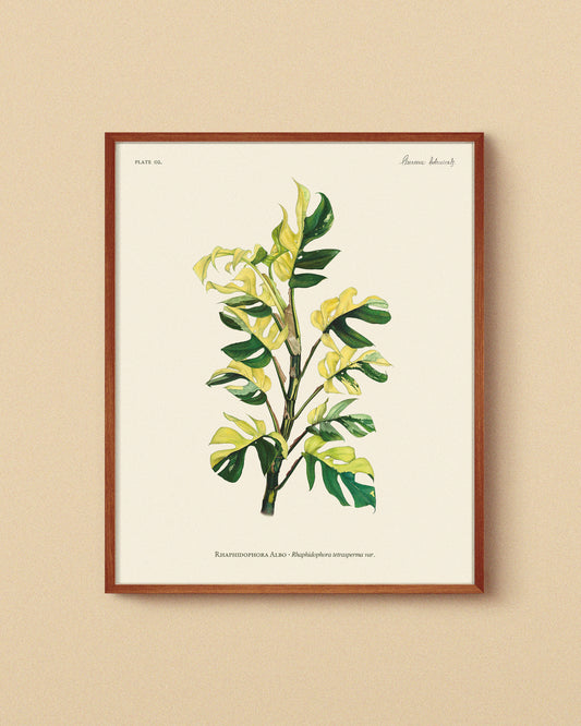 Ilustración botánica de Rhaphidophora tetrasperma variegata 'Albo' (Monstera Minima Variegata), con variegación blanca y verde. Lámina artística impresa en papel premium, ideal para coleccionistas de plantas raras y decoración botánica. | Botanical illustration of Rhaphidophora tetrasperma variegata 'Albo' (Monstera Minima Variegata), featuring white and green variegation. High-quality art print on premium paper, perfect for rare plant collectors and botanical decor. - AUREUM Botanicals